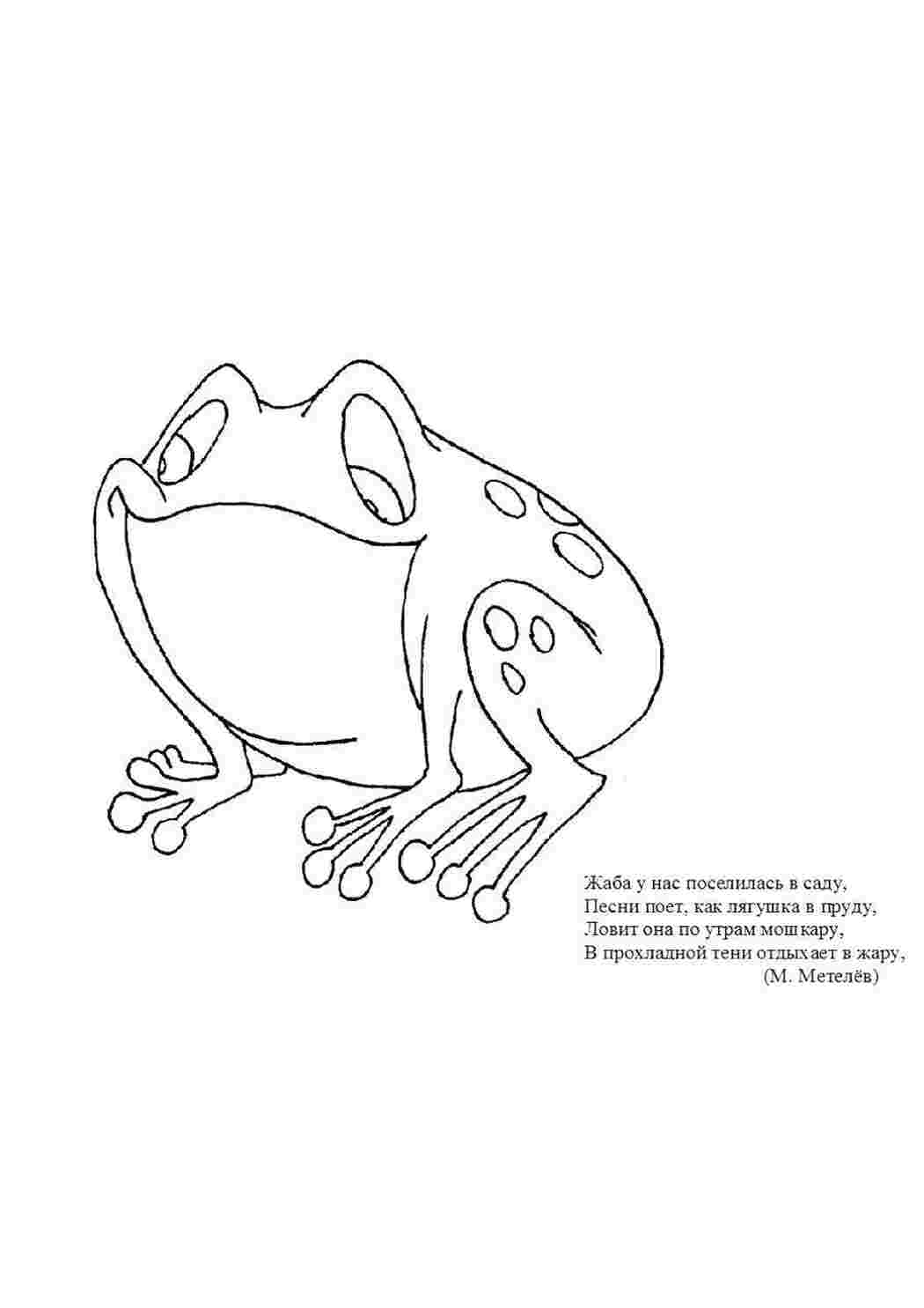 Рисунок лягушки