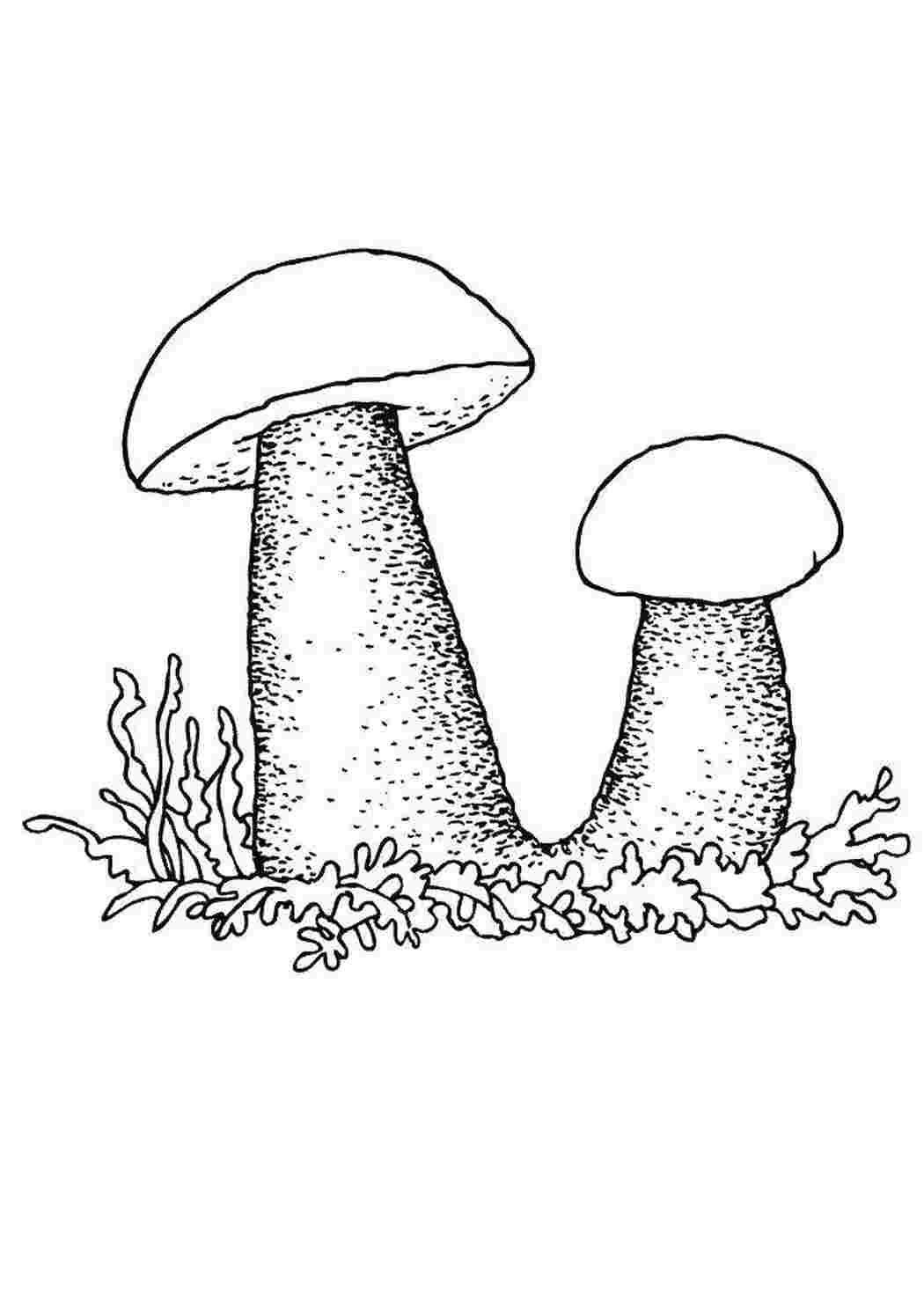 Раскраска Грибы