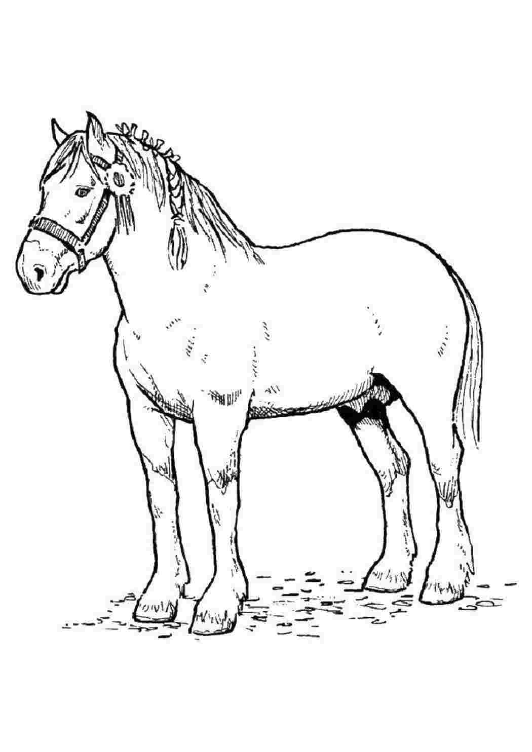 Лошадь раскраска для детей