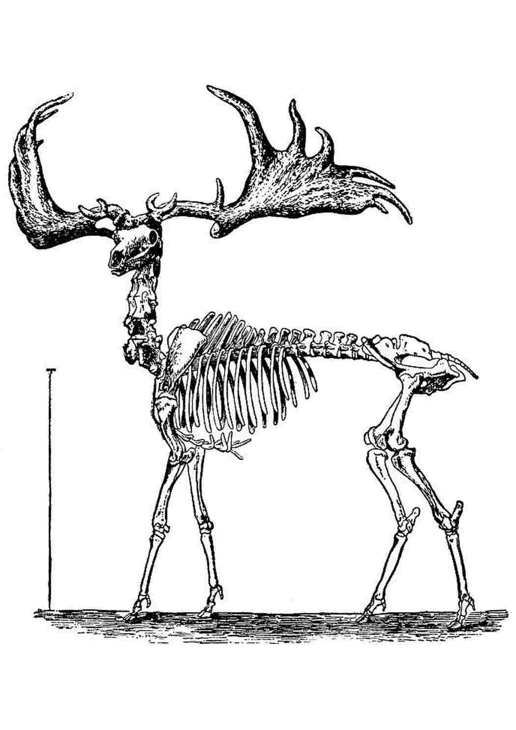 Скелет оленя рисунок