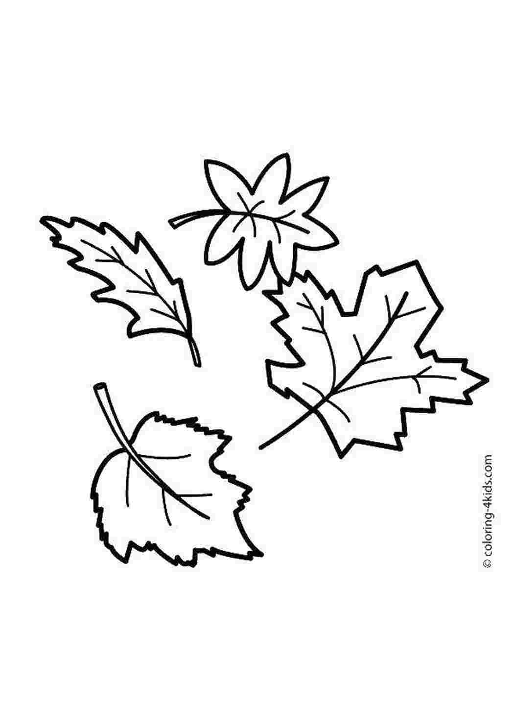 Раскраски из категории Контуры листья