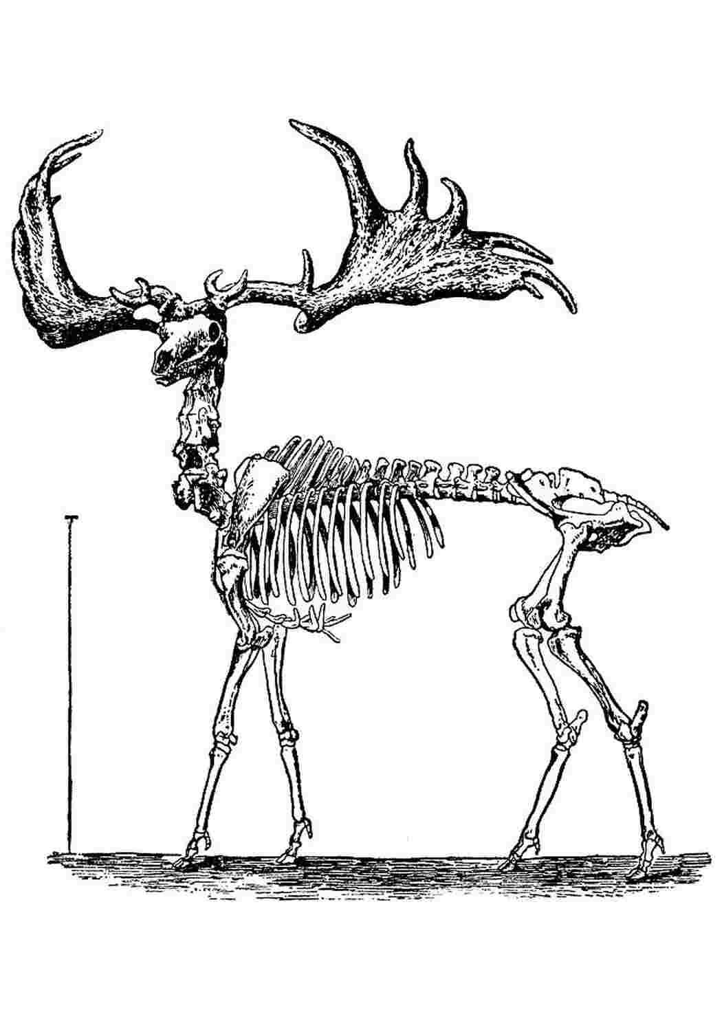 Строение скелета оленя