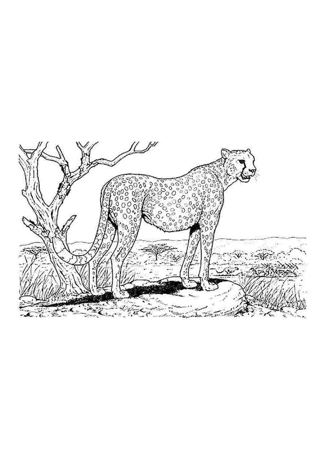 Раскраска Леопард