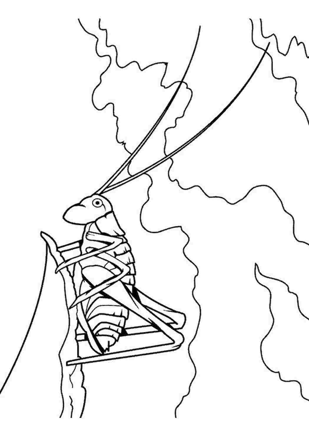 Раскраска кузнечик стоит на камушке