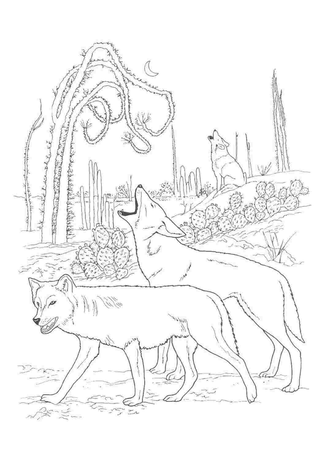 Раскраска Волки