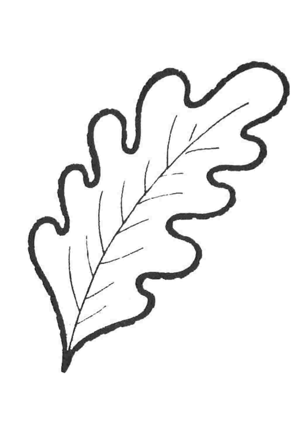 Раскраска дубок