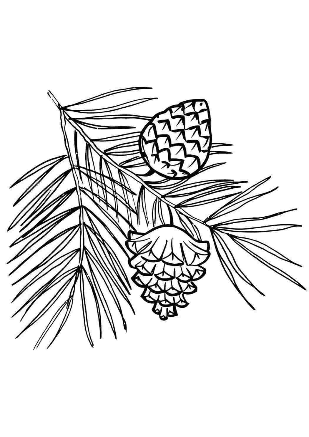 Раскраска Шишки на веточке