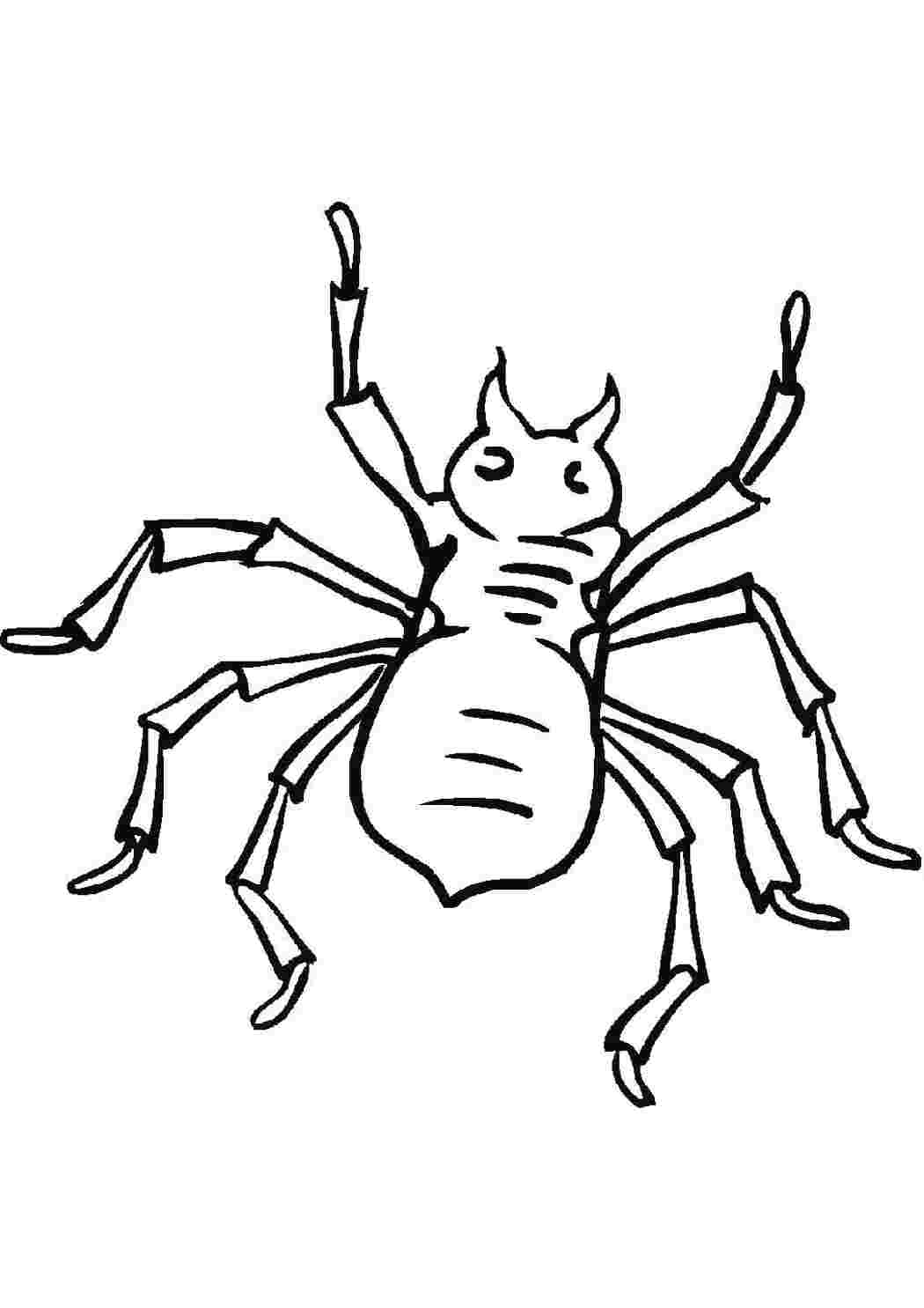 Раскраска паук