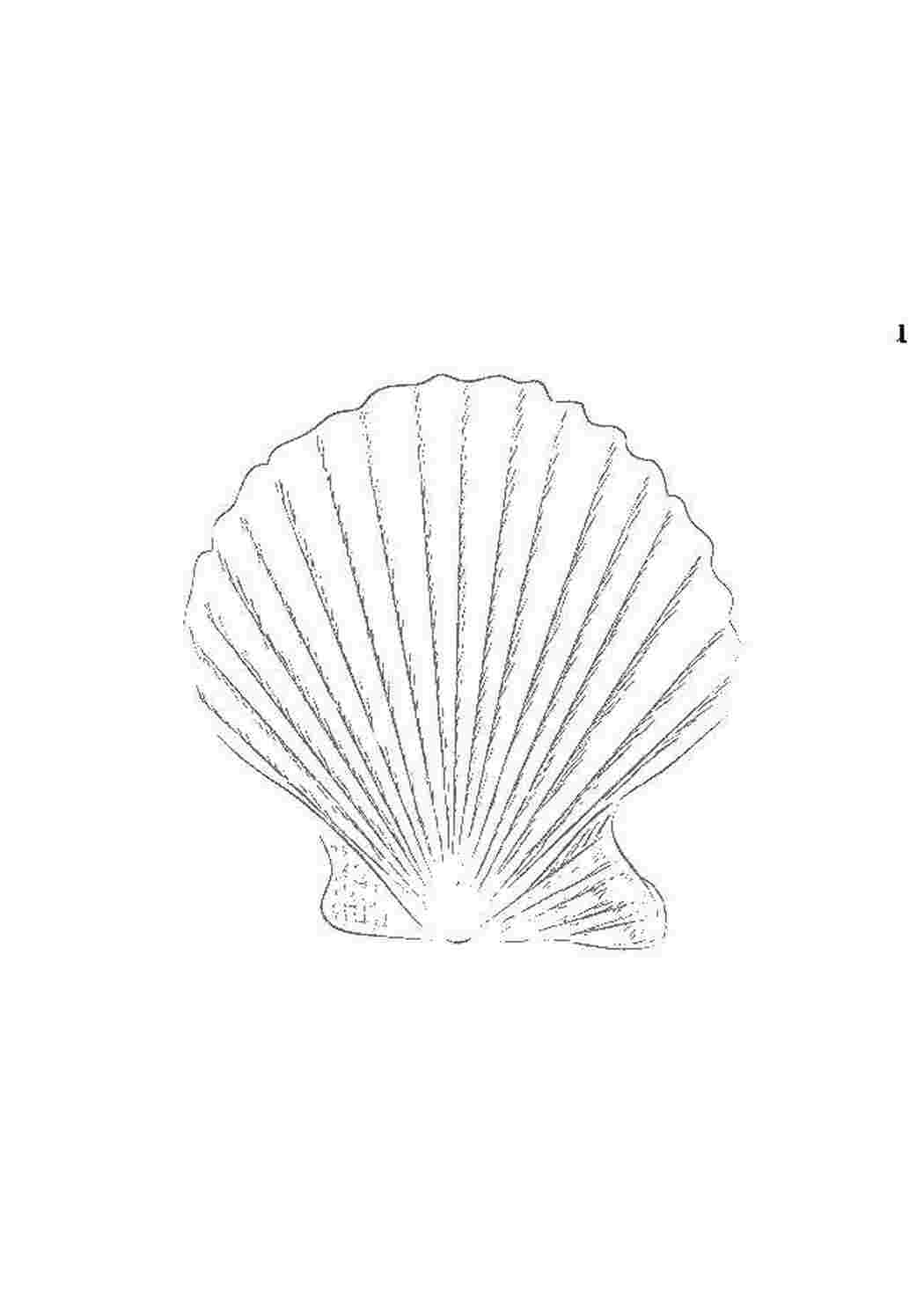 Раскраска Ракушка