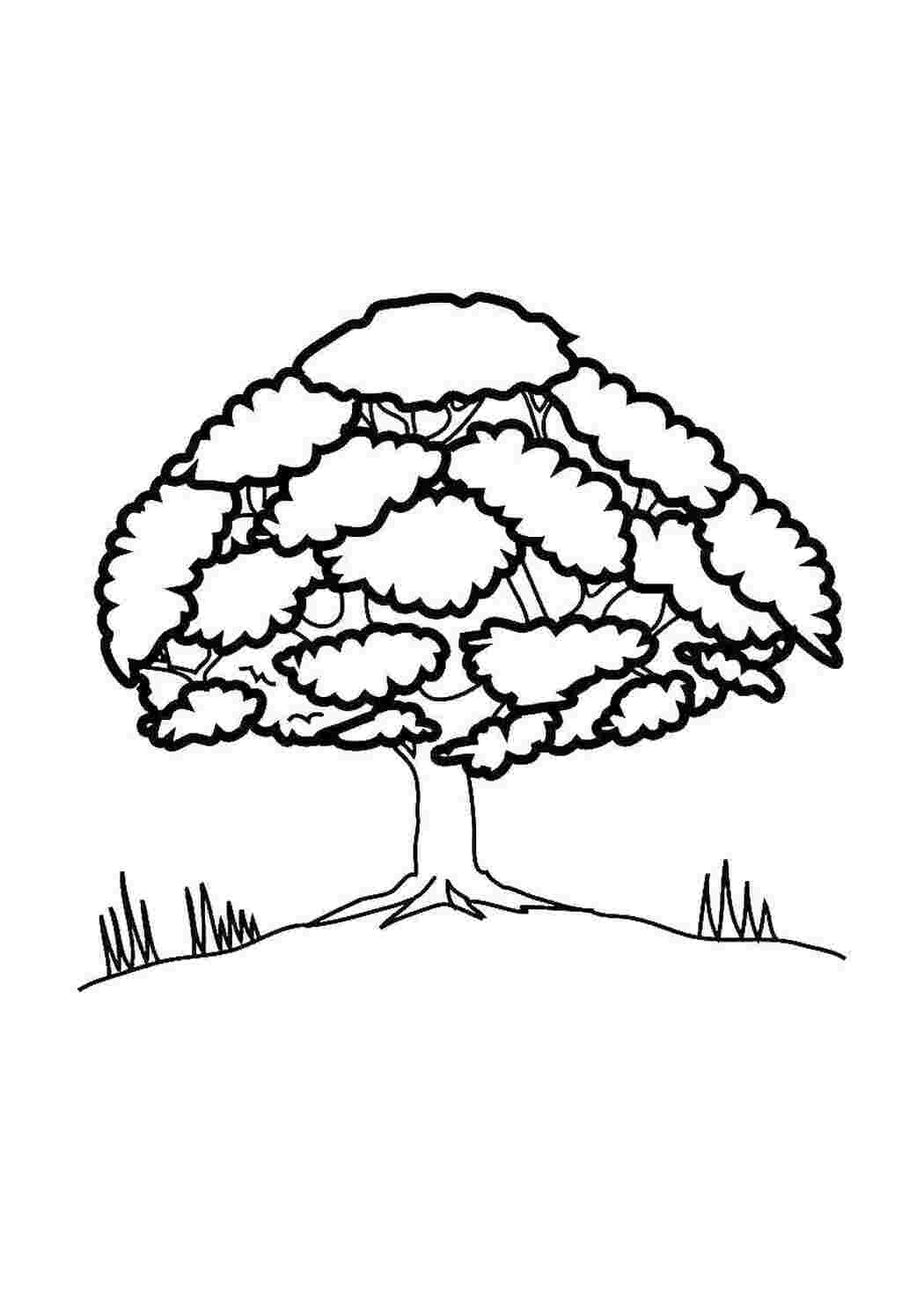 Раскраска Дерево