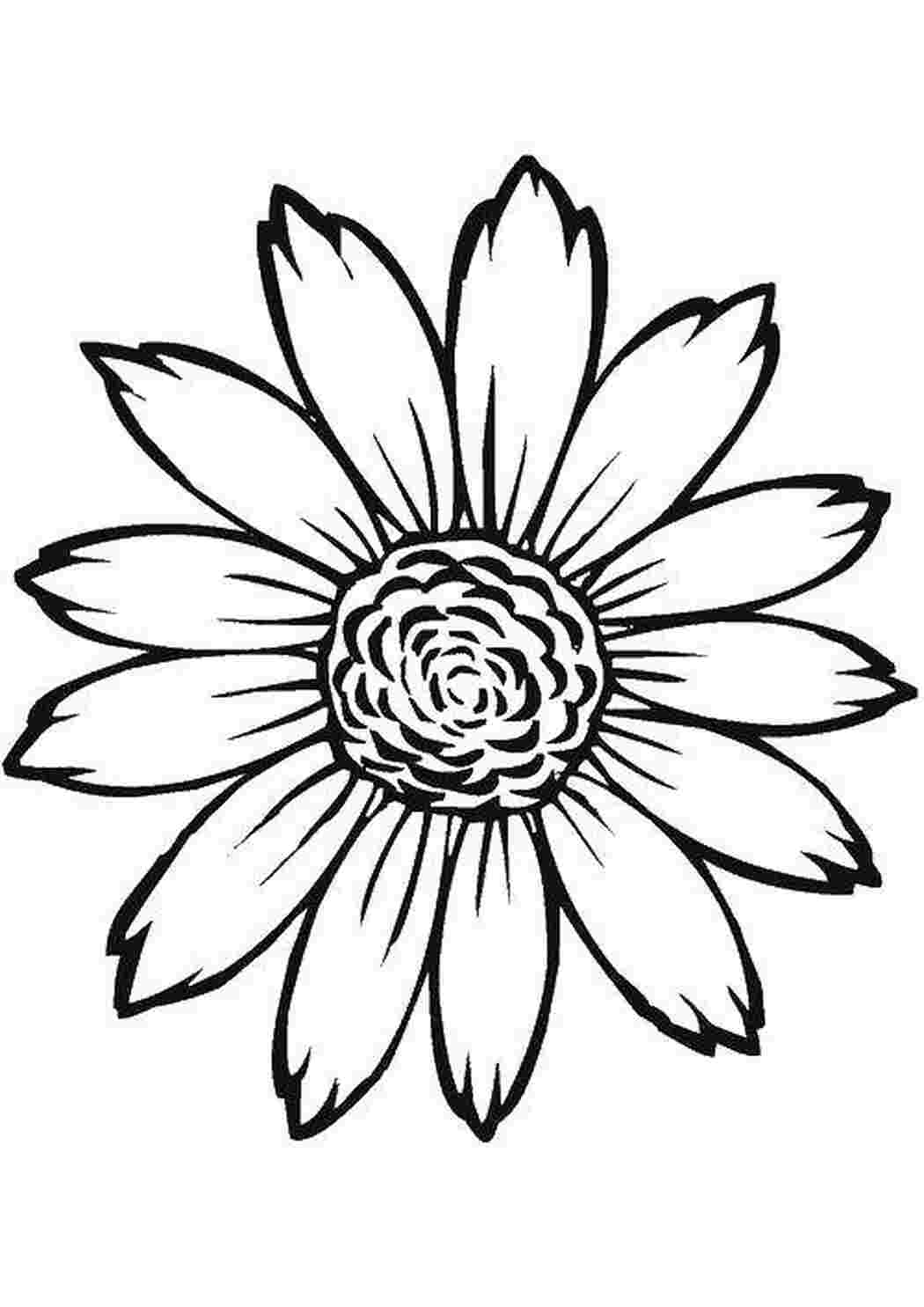 Раскраска Цветочек