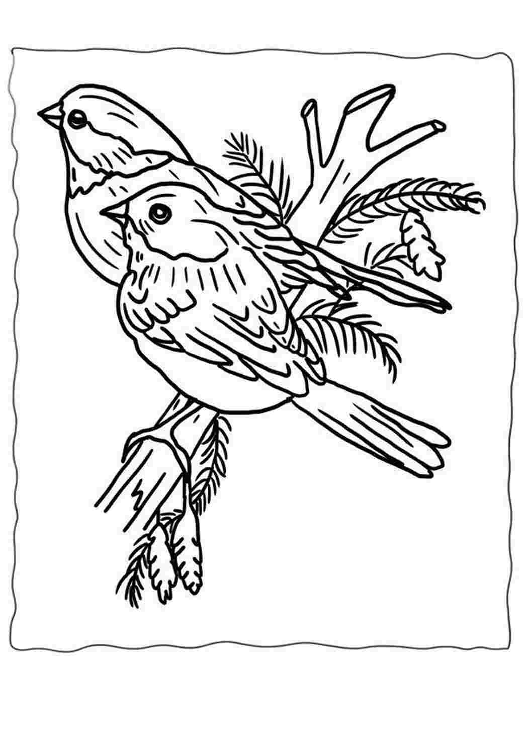 Рисунок для раскрашивания зимние птицы