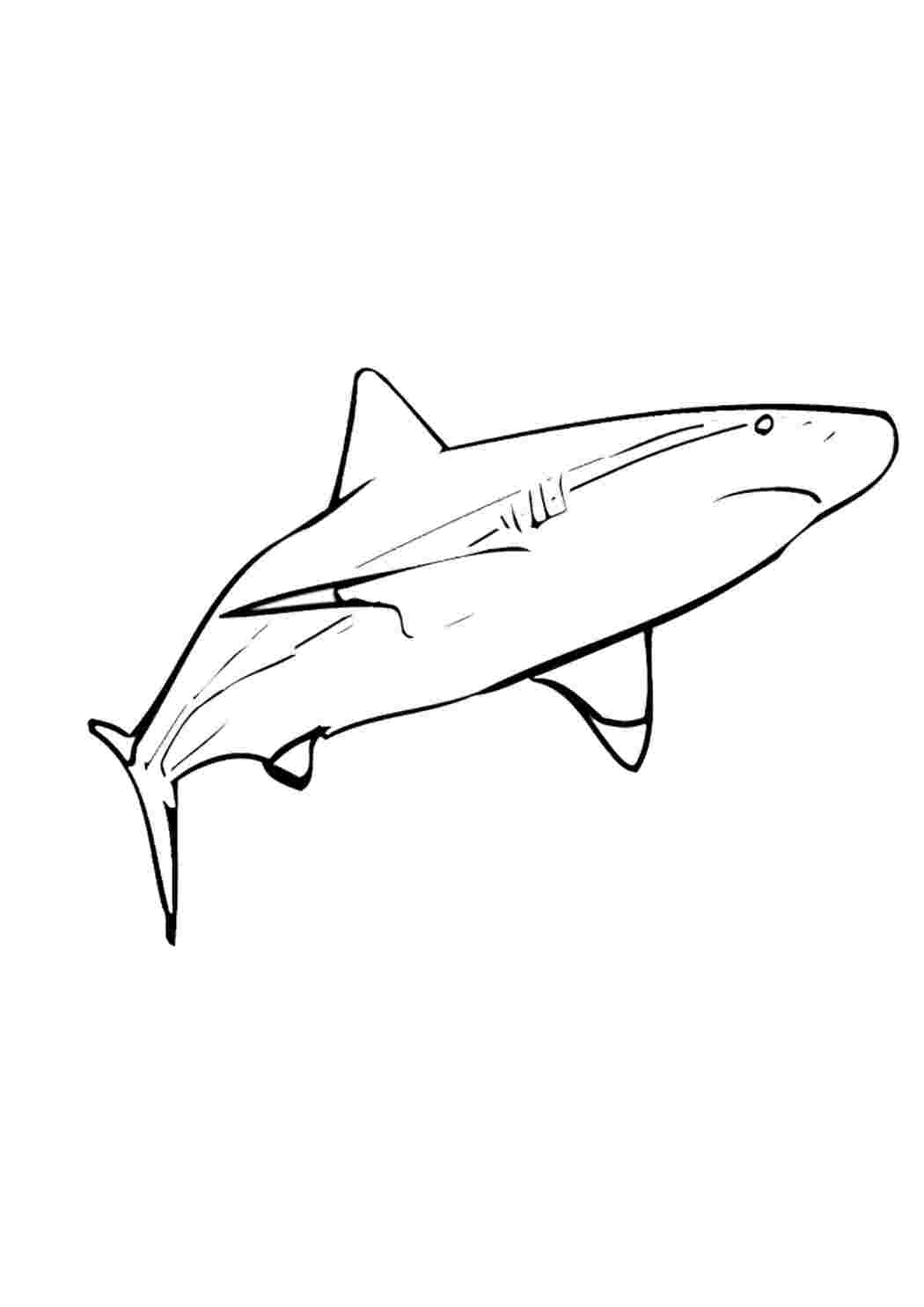 Акула молот раскраска