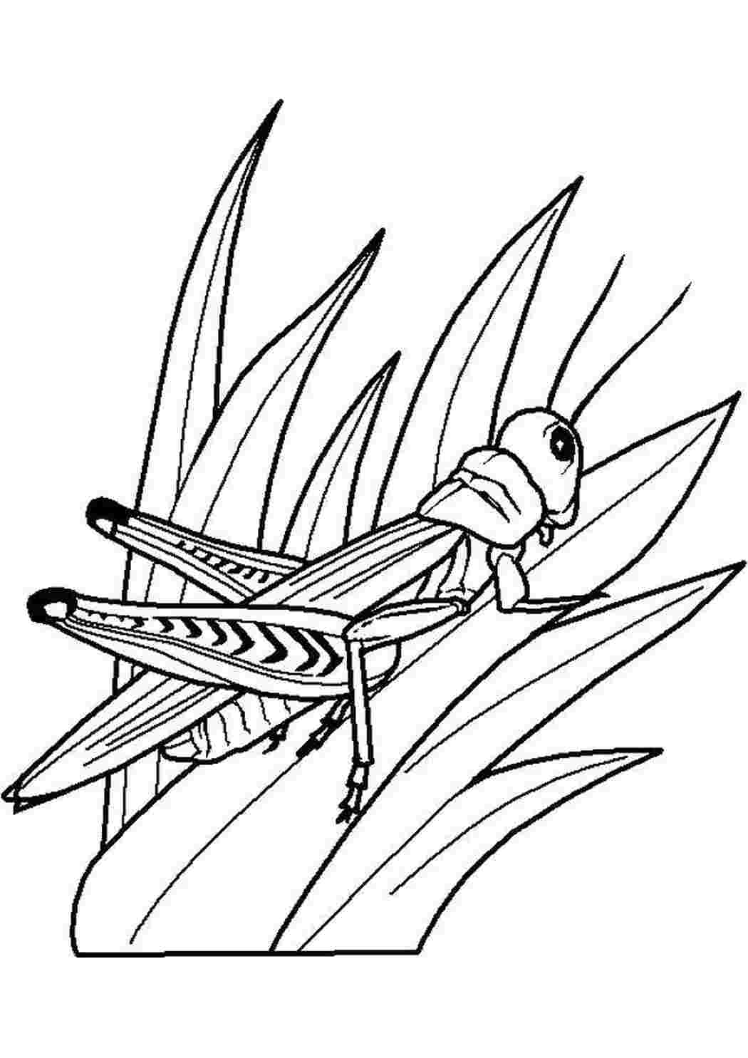 Раскраска Кузнечик на траве