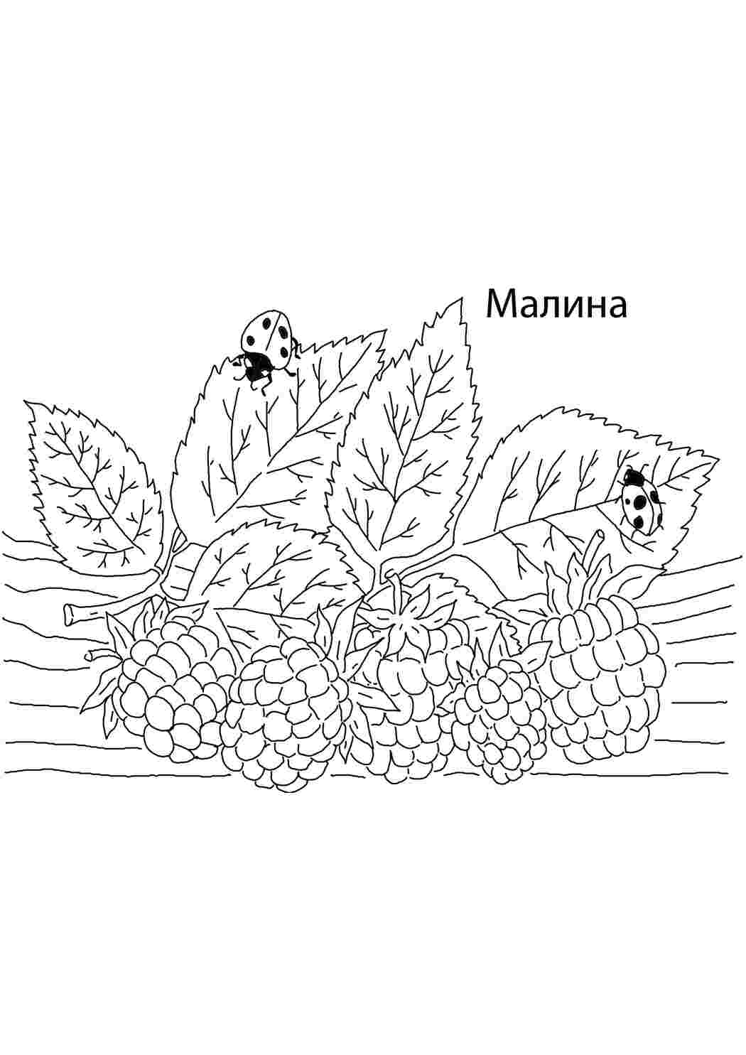 Раскраска Малина