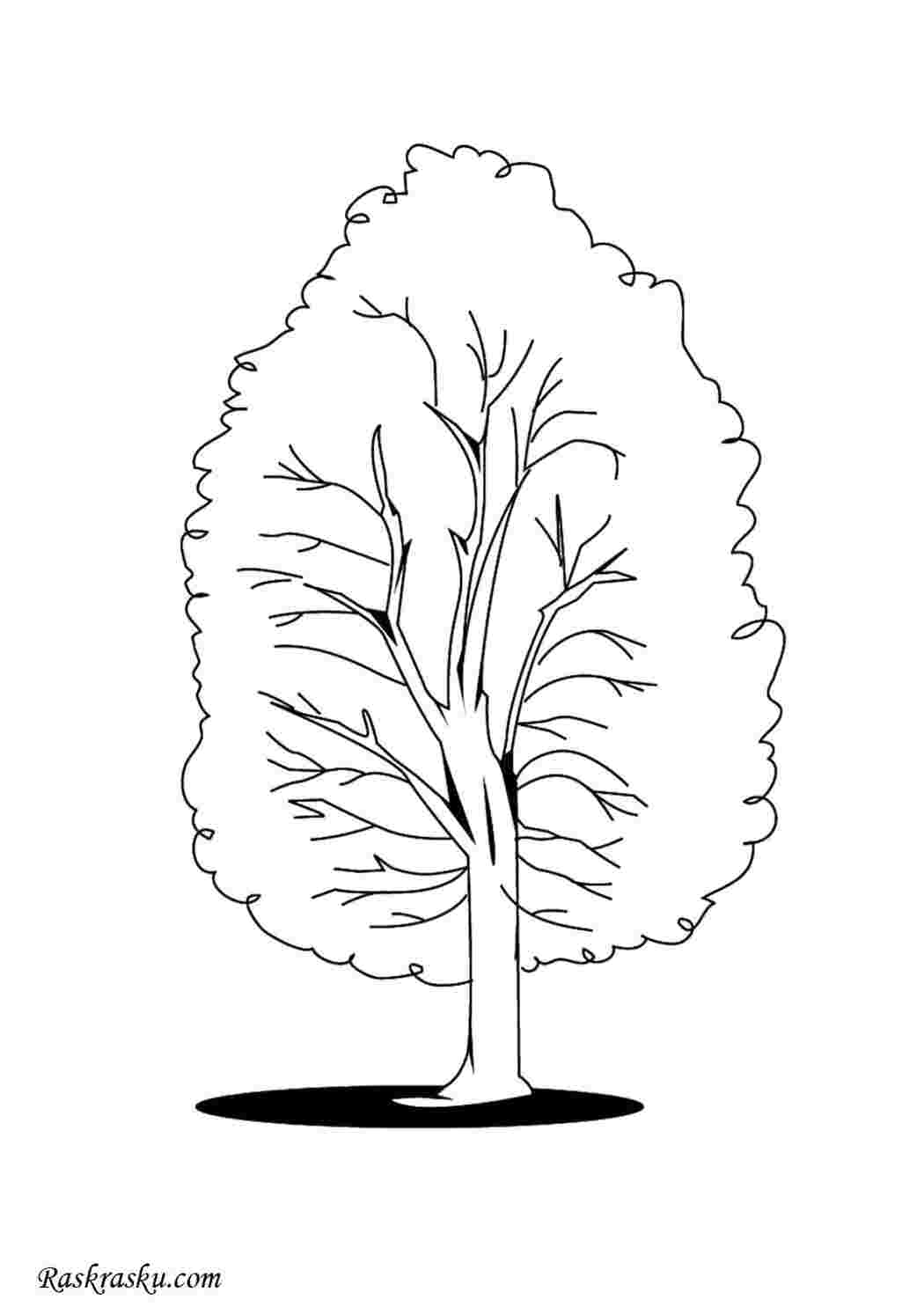 Раскраска Тополь