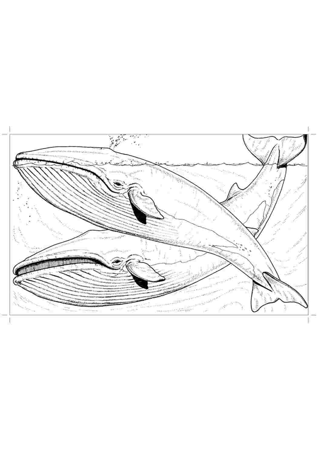 Раскраска кит убийца Левиафан