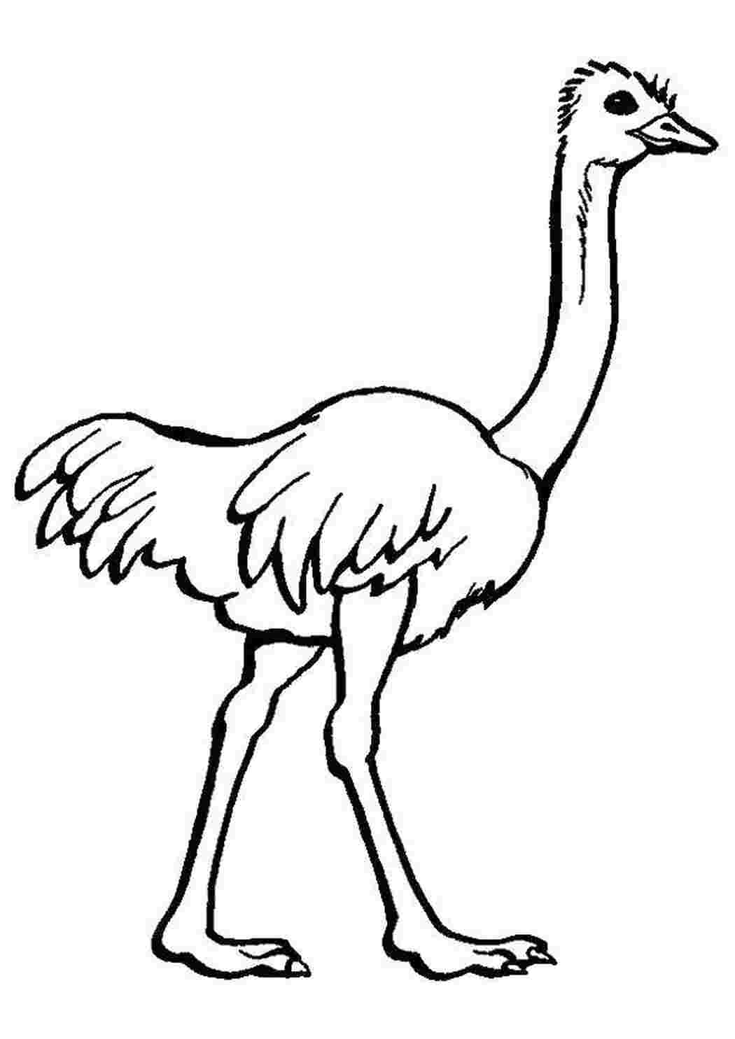 Раскраска Страус