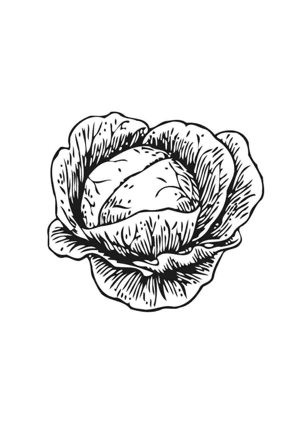 Раскраска Кочан копусты