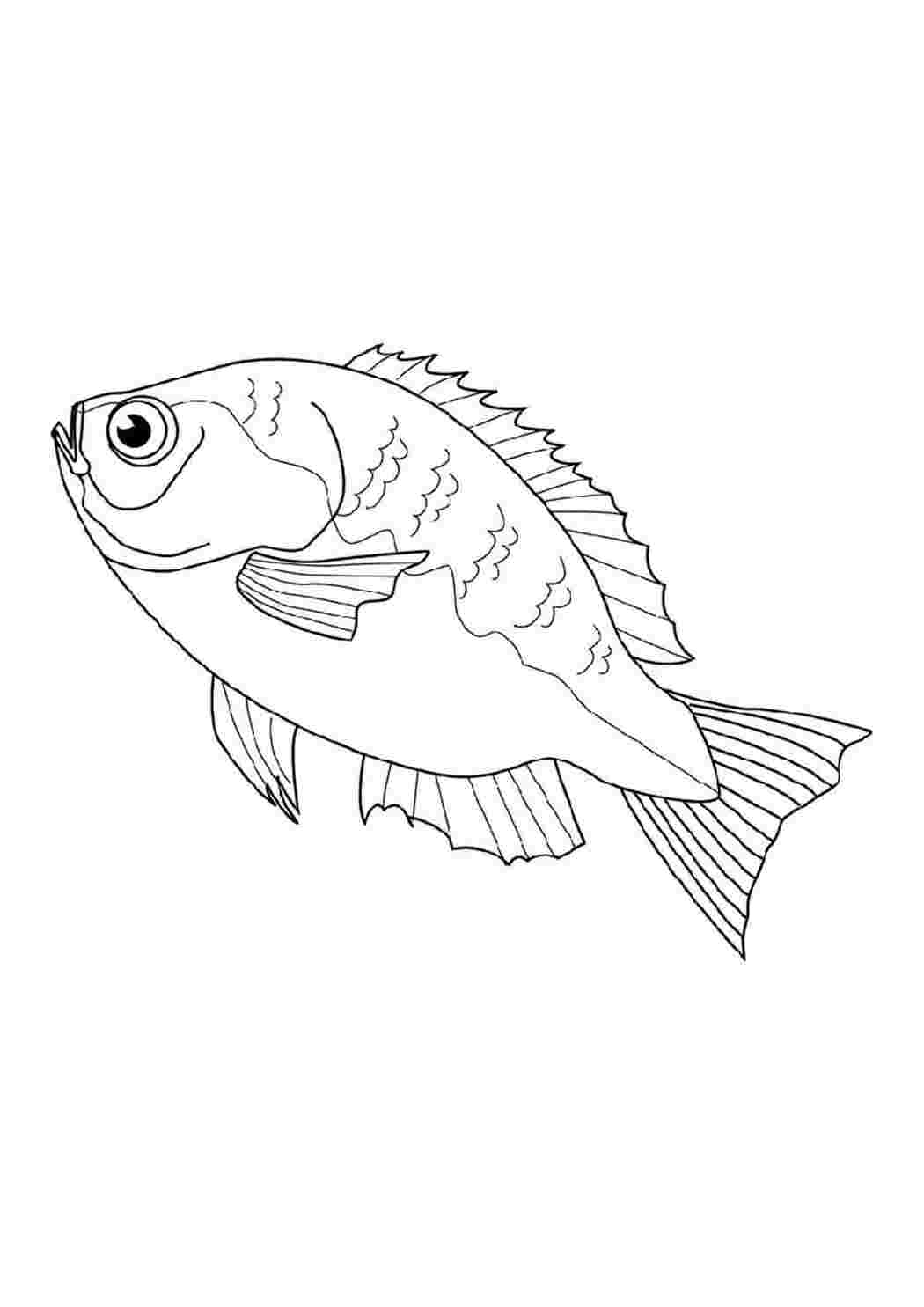 Раскраска Скачать или распечатать раскраску распечатать скачать