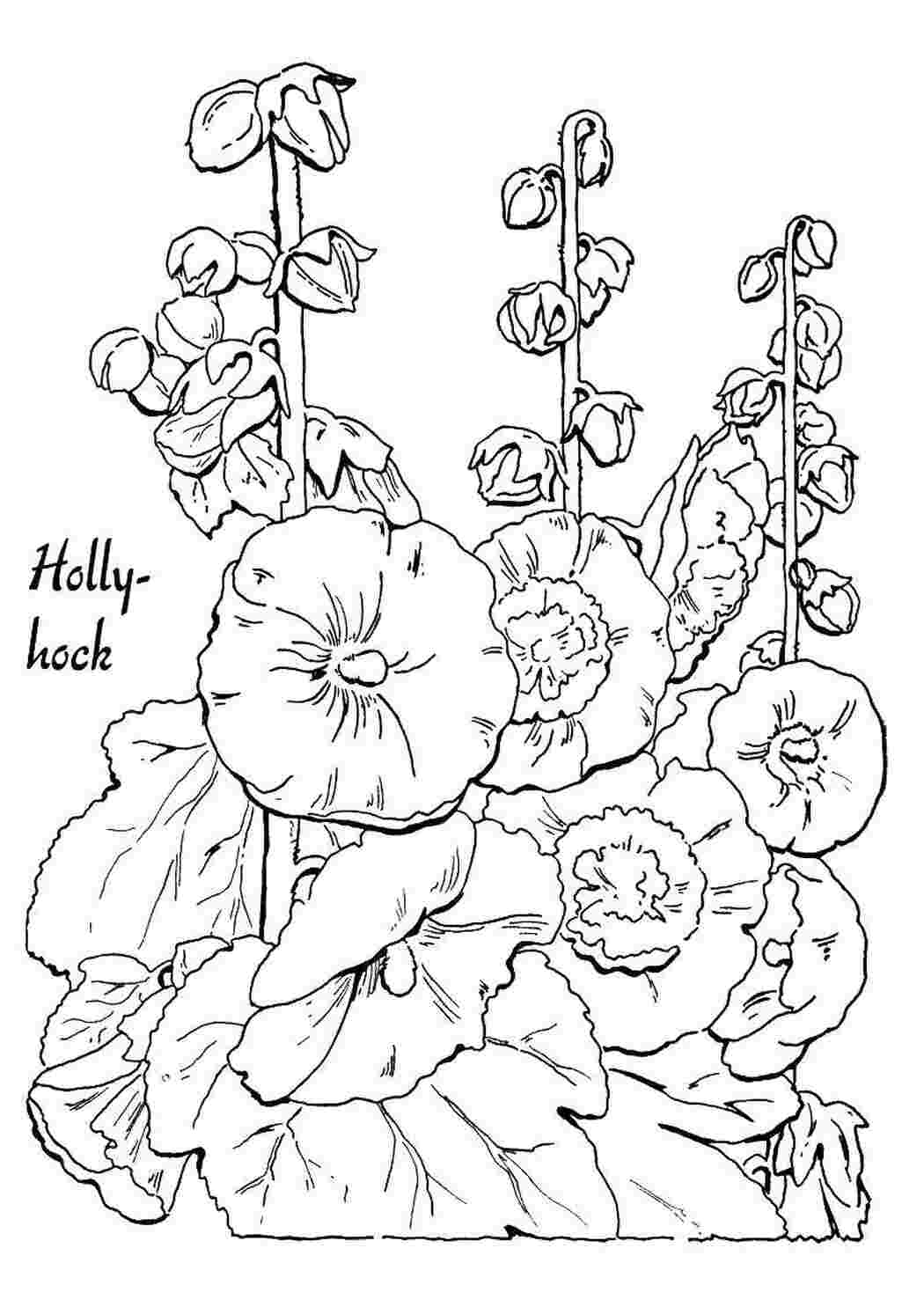 Раскраска Цветы