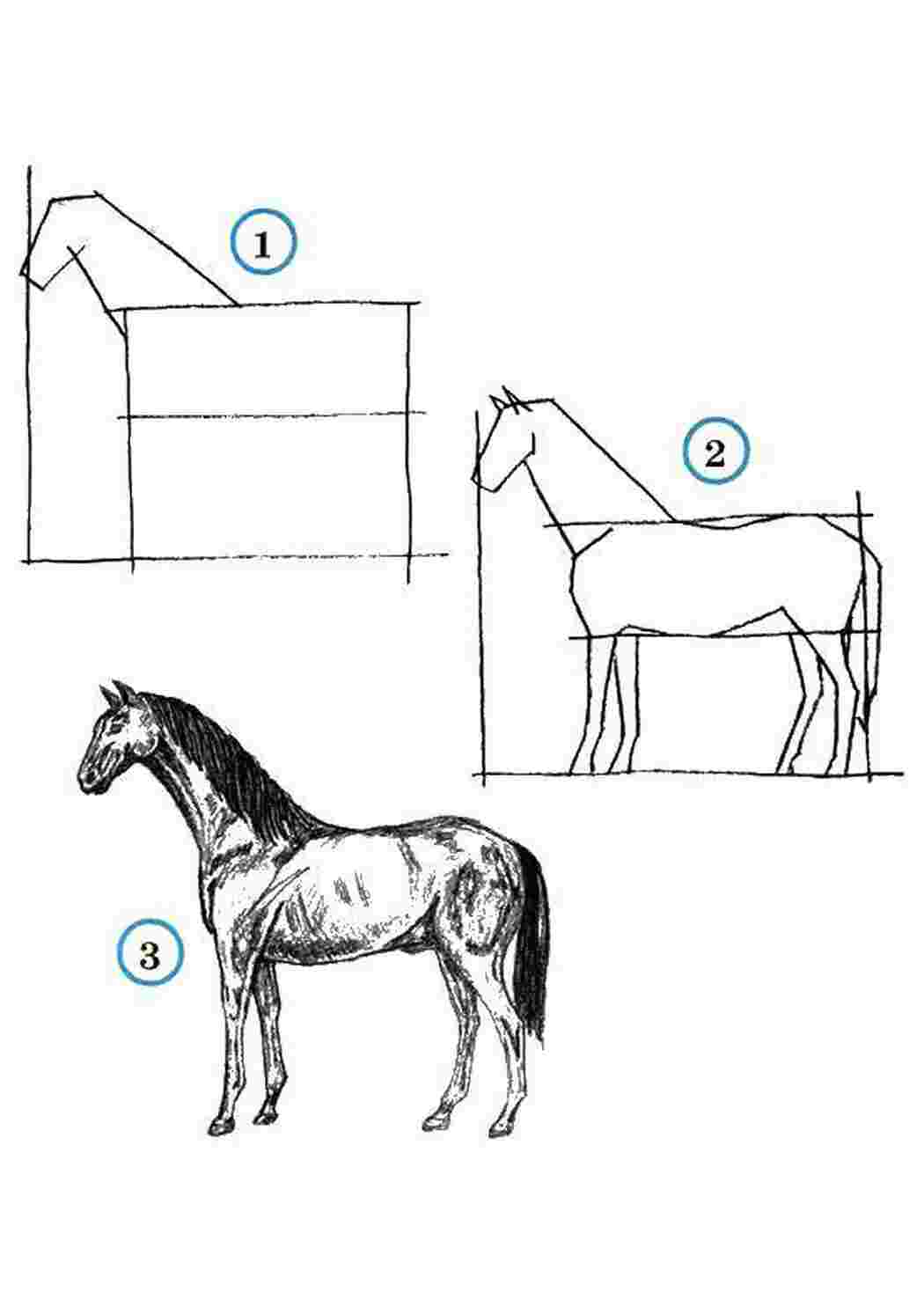 Попробуй нарисовать. Как нарисовать хвост лошади. Листок как рисовать лошадку. Рисунок части тела лошади 1 класс. Конь нарисовать квадратный.