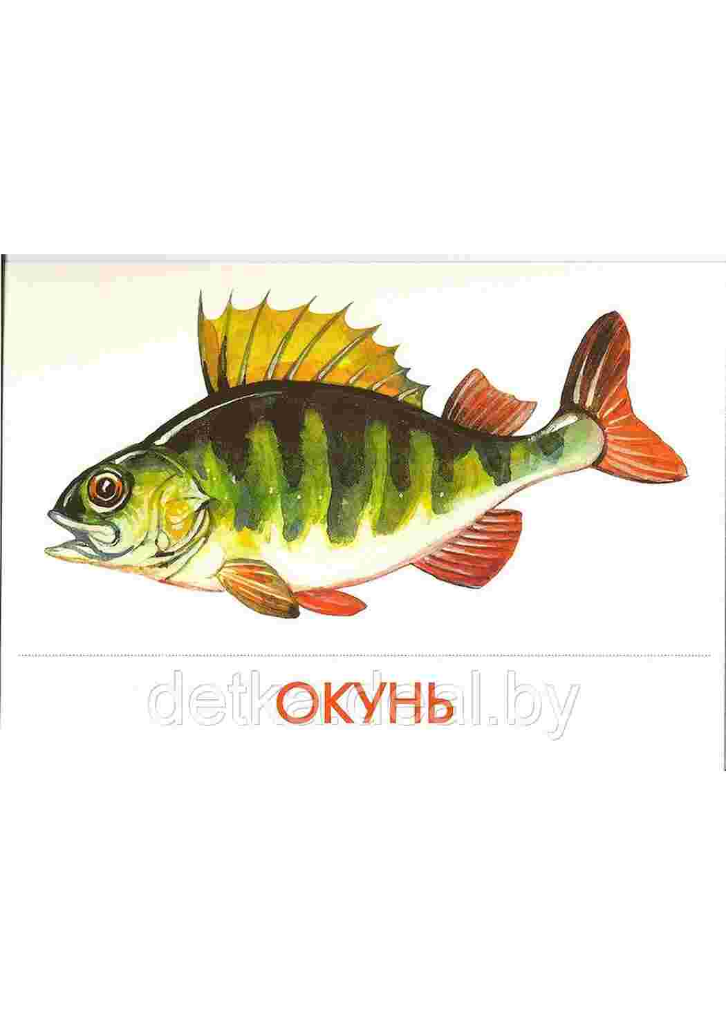 Картинка речные рыбы для детей. Рыба окунь для детей. Речной окунь для детей. Речные рыбки для дошкольников. Рыбка окунь.