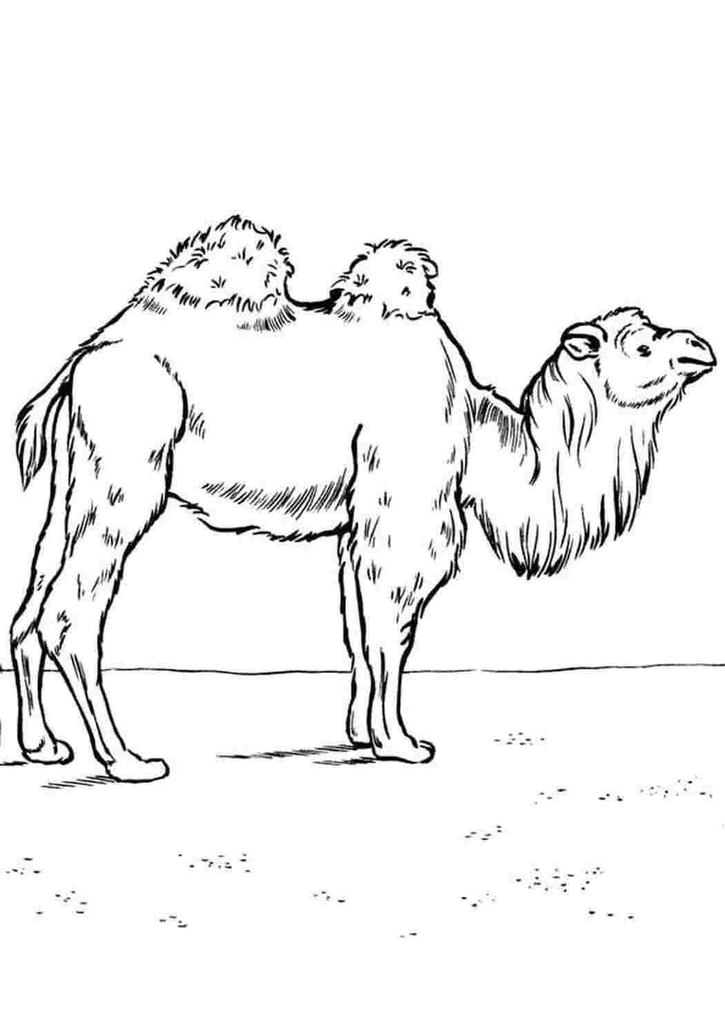 Раскраска верблюд верблюжонок верблюдица 