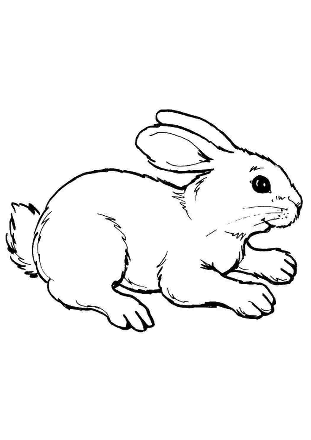 Раскраска Кролик
