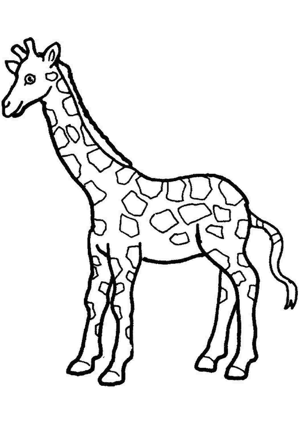 Раскраска Жираф