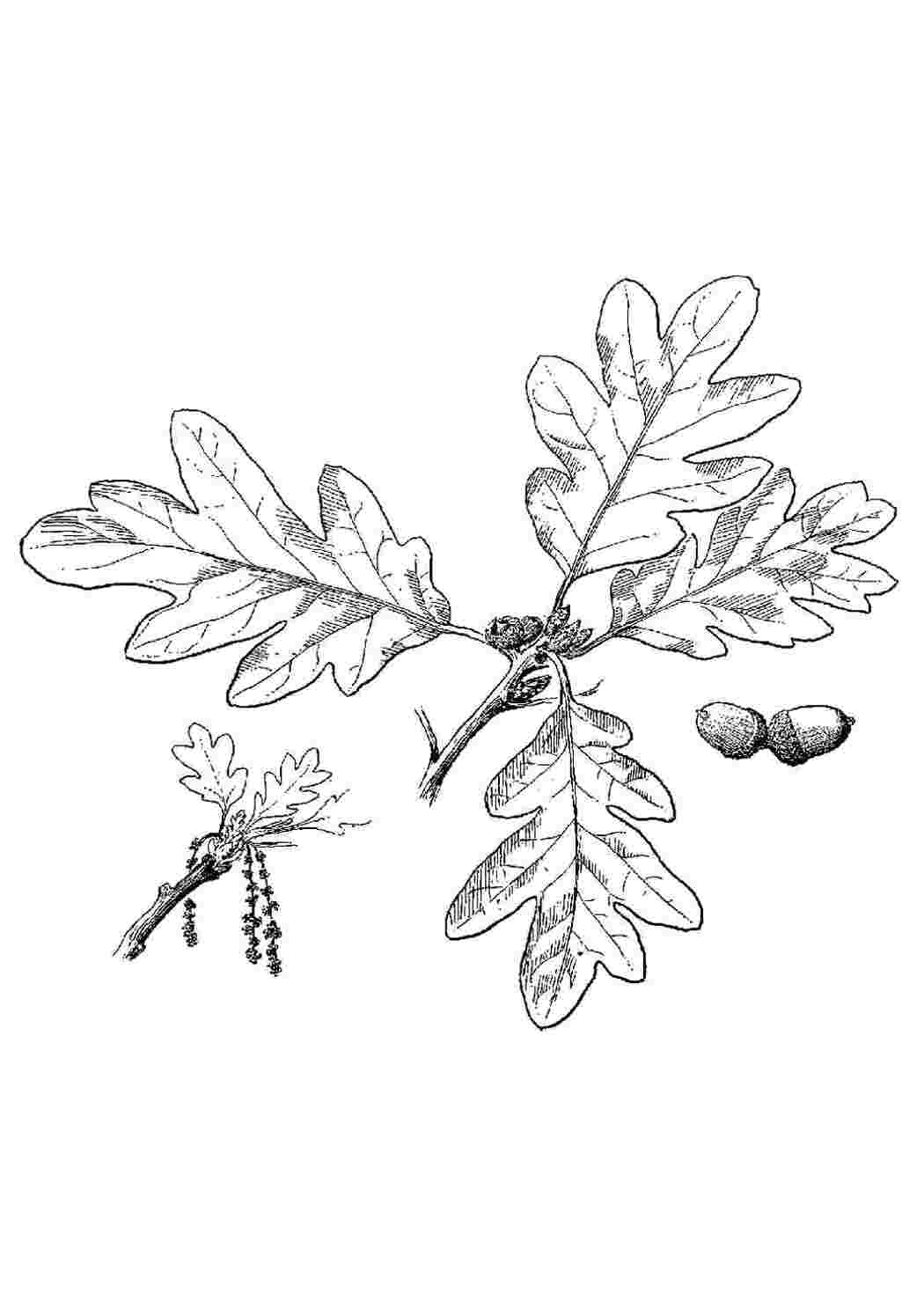 Раскраска дуб