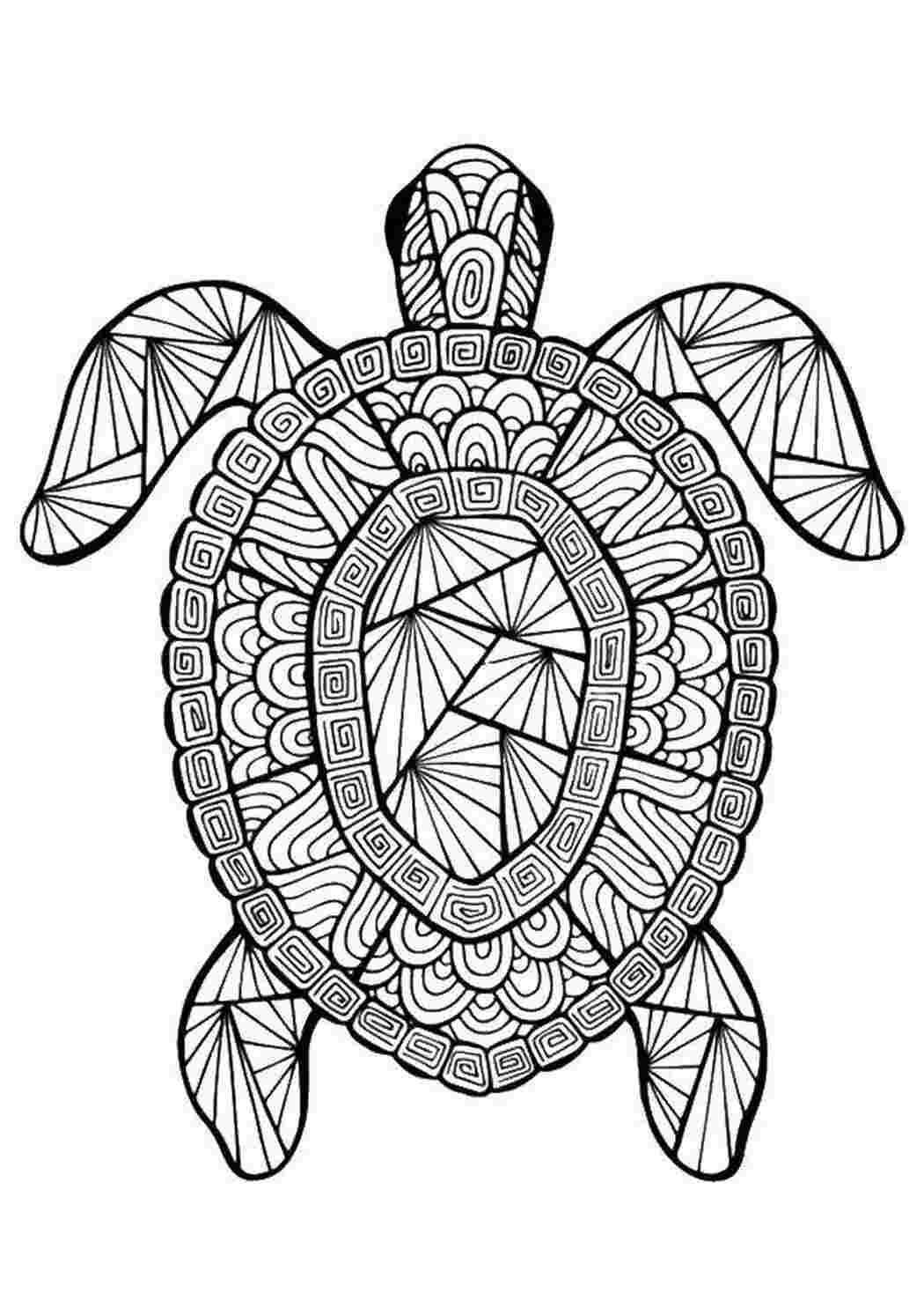 Черепаха рисунок скетч