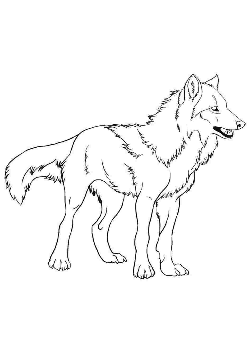 Раскраска Волк