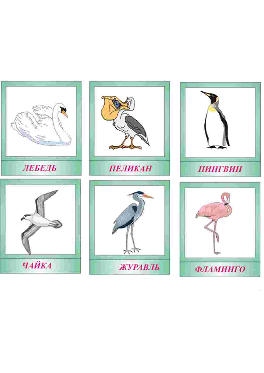 Раскраска карточка диких птиц 