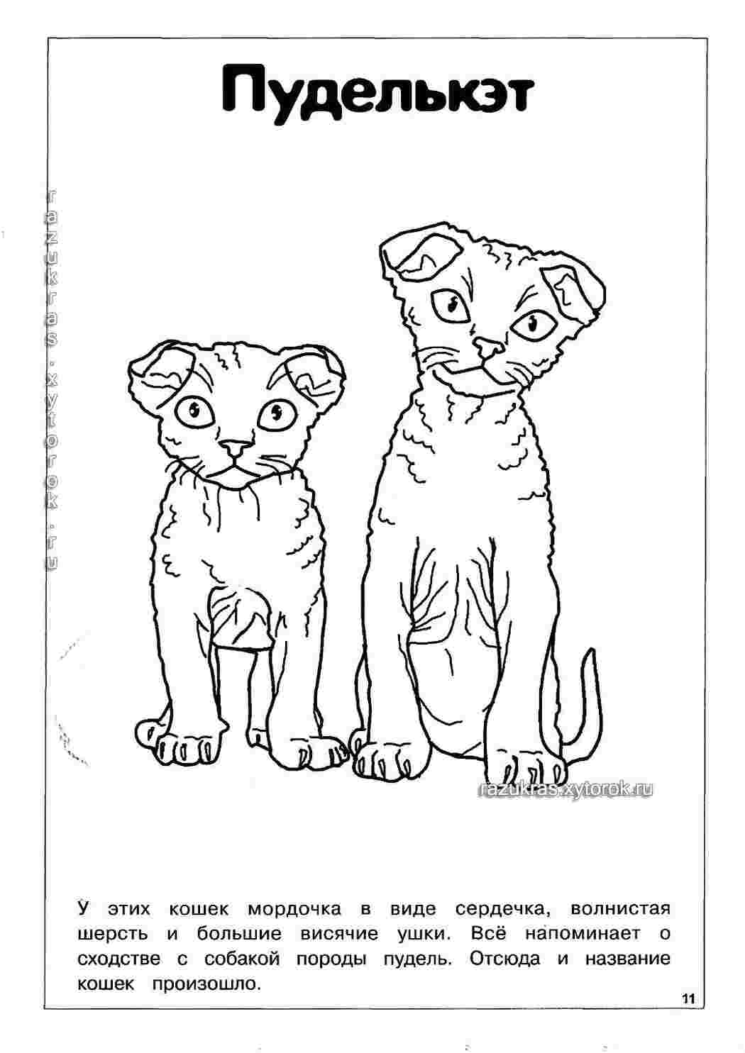 Раскраска Пуделькэт