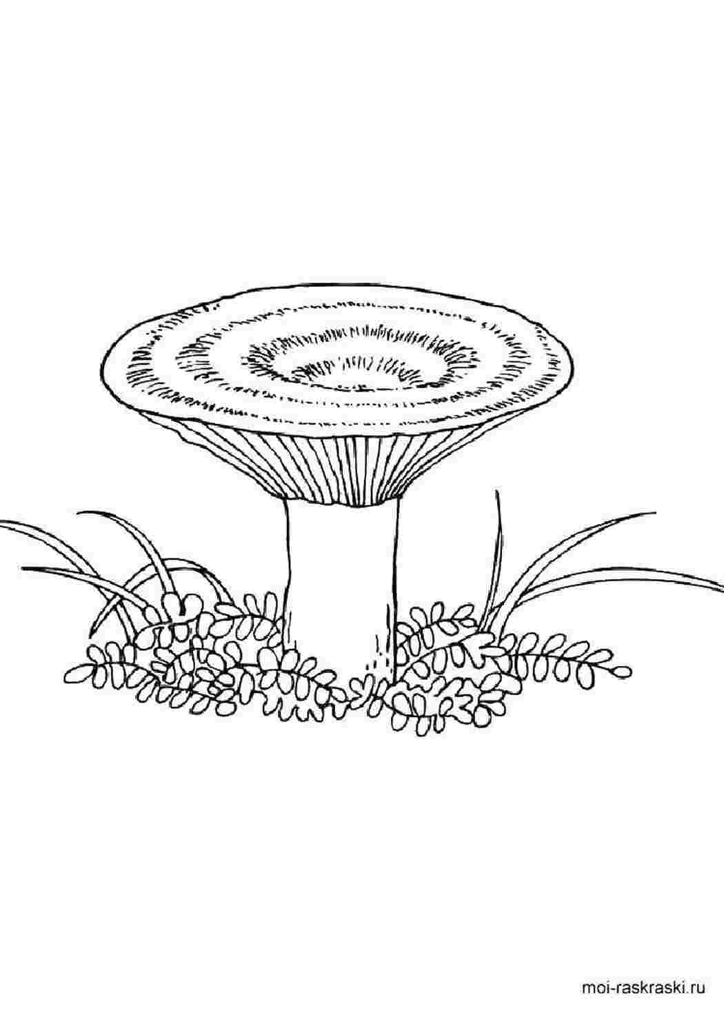Раскраска Гриб