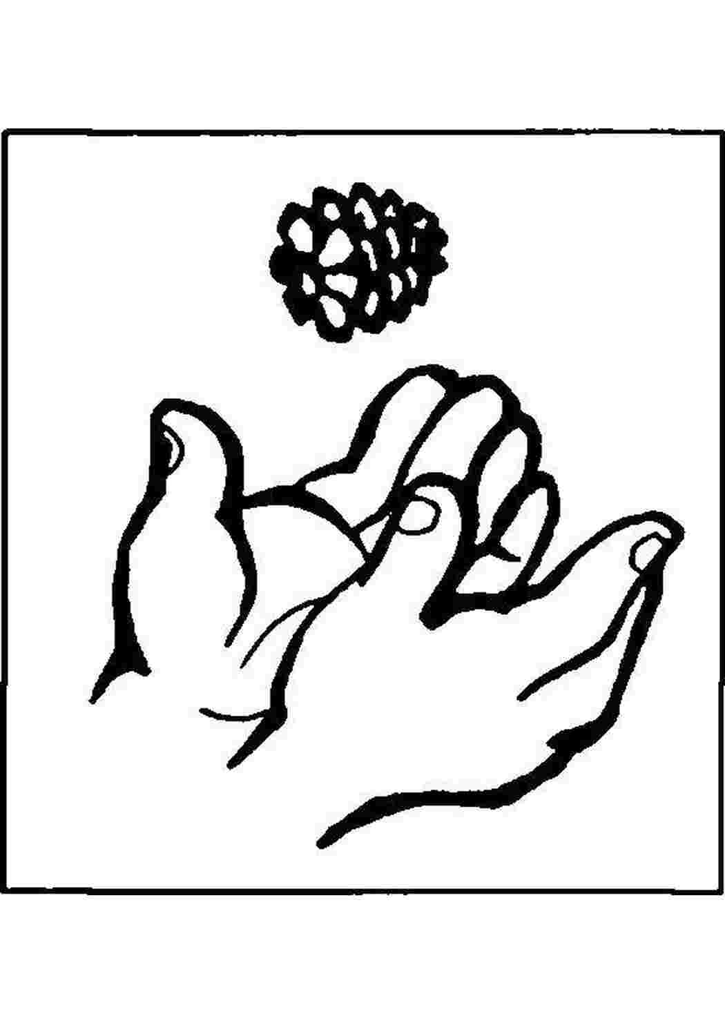 Раскраска Ёлочная шишка