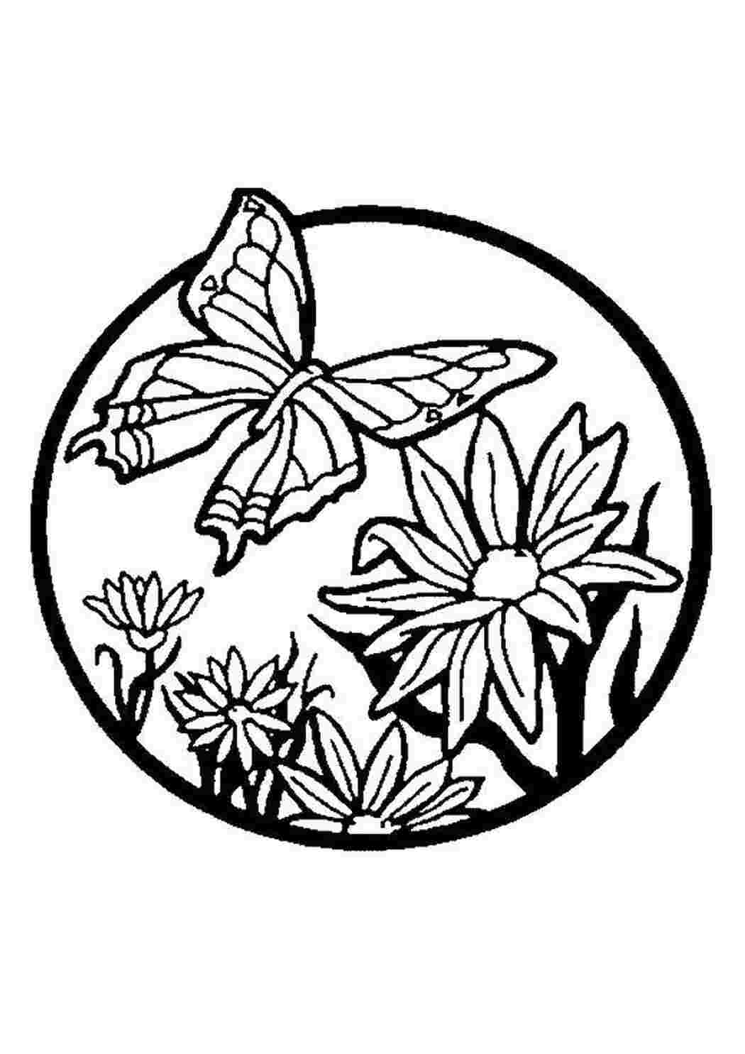 Раскраска Бабочка на цветке