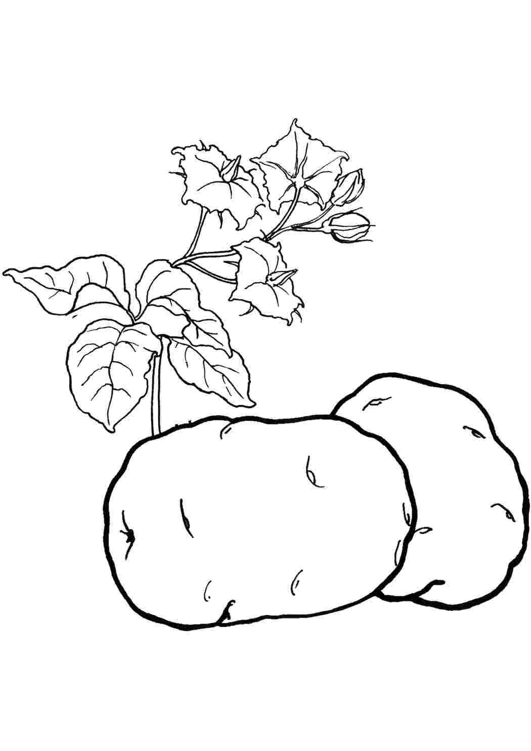 Раскраска Картофелины