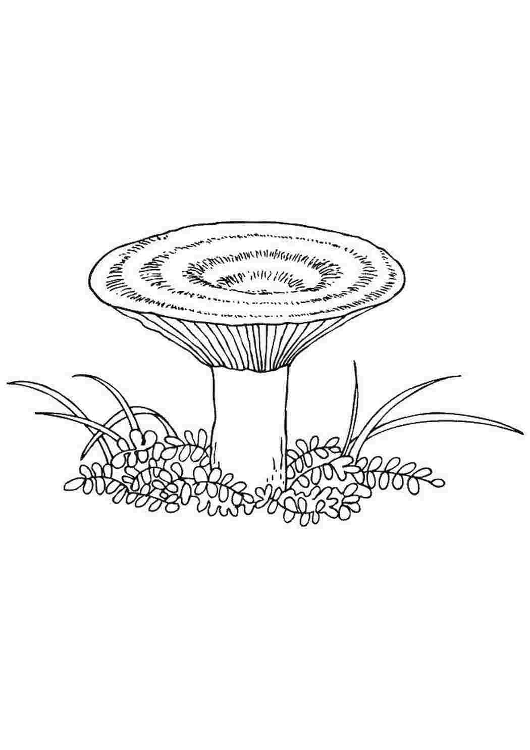 Раскраска Грибы