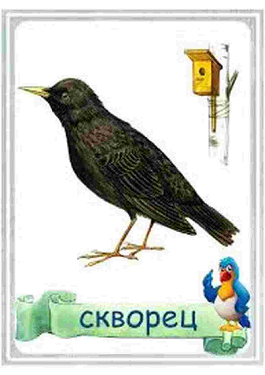 Раскраска карточка диких птиц 