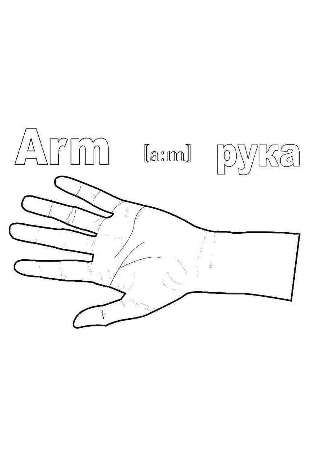 Раскраска Рука