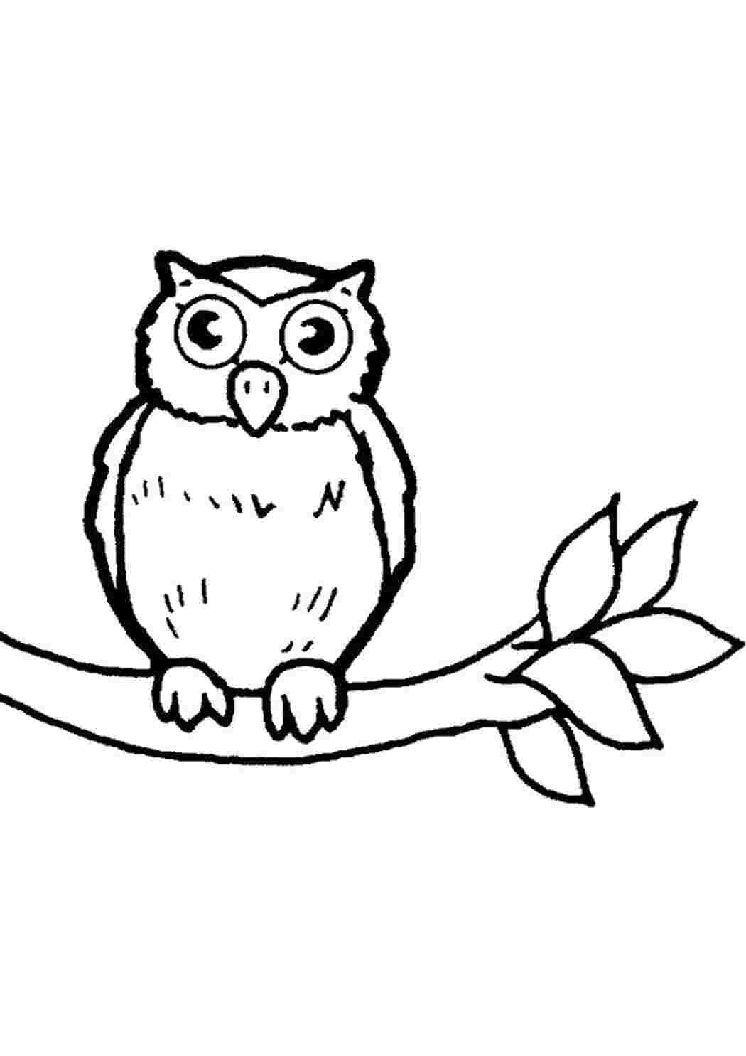 Раскраска sova