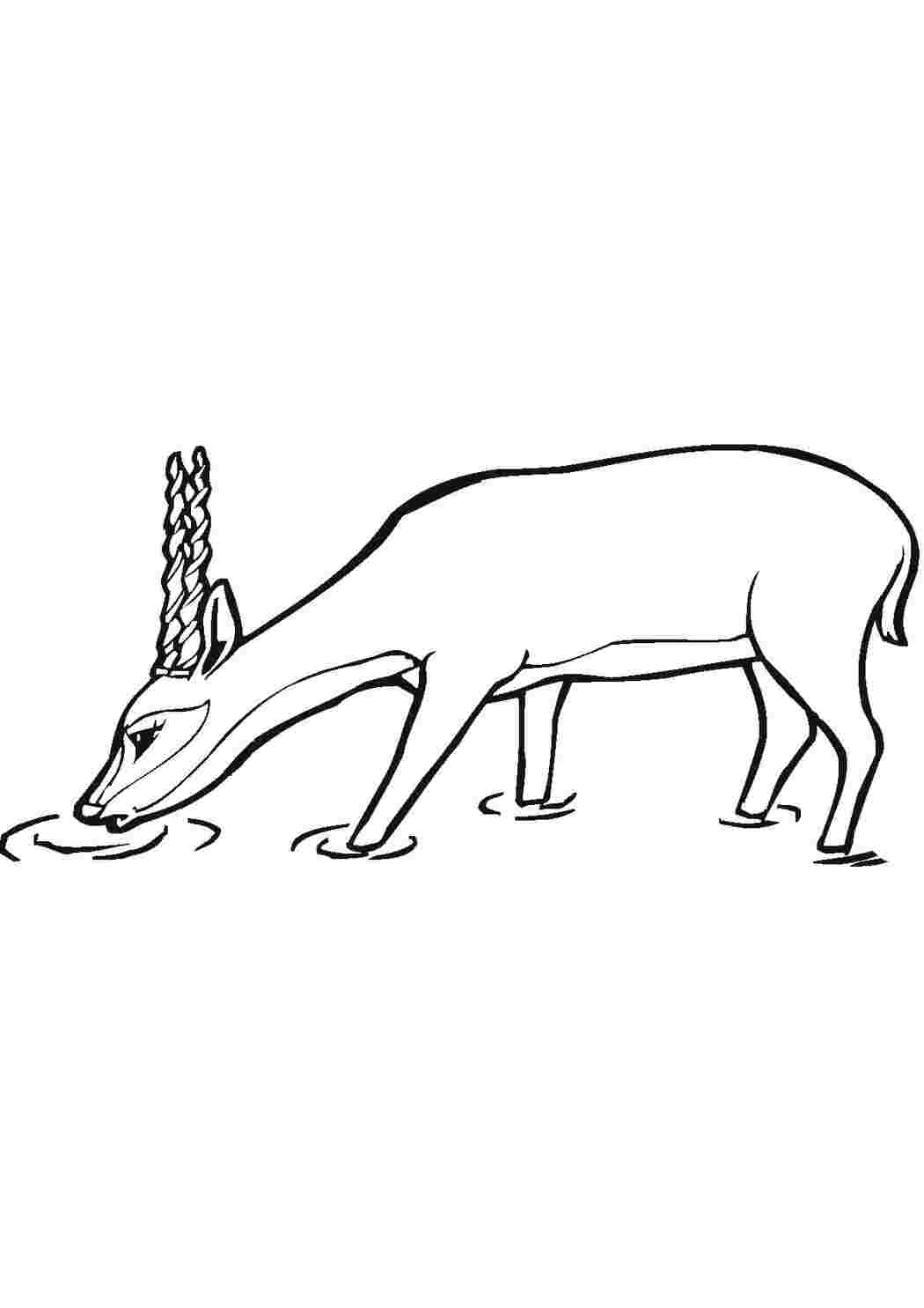 Раскраска Водопой