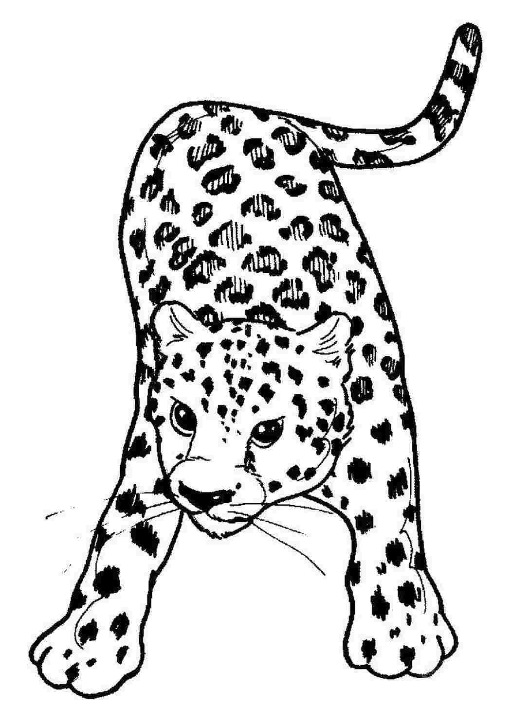 Раскраска Леопард