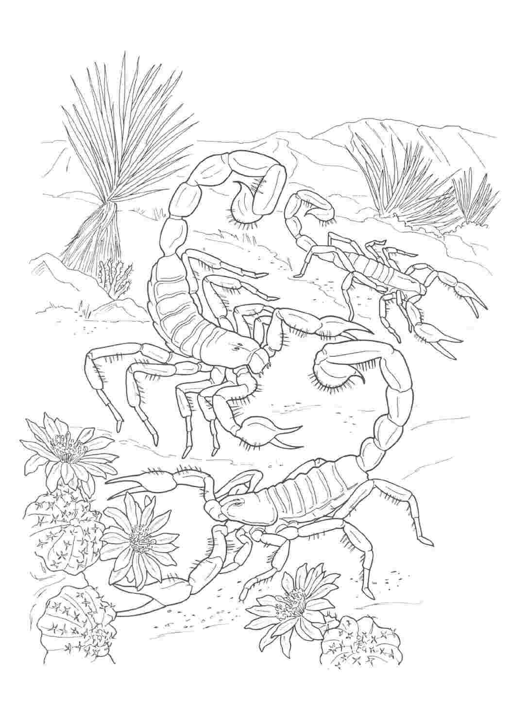 Раскраска Скорпионы