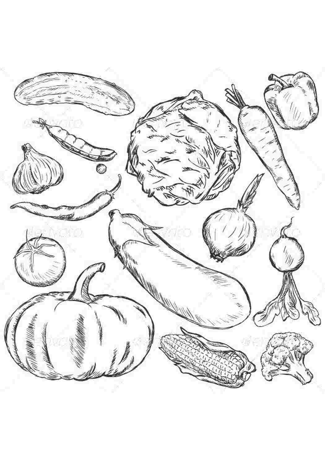 Раскраска Овощи