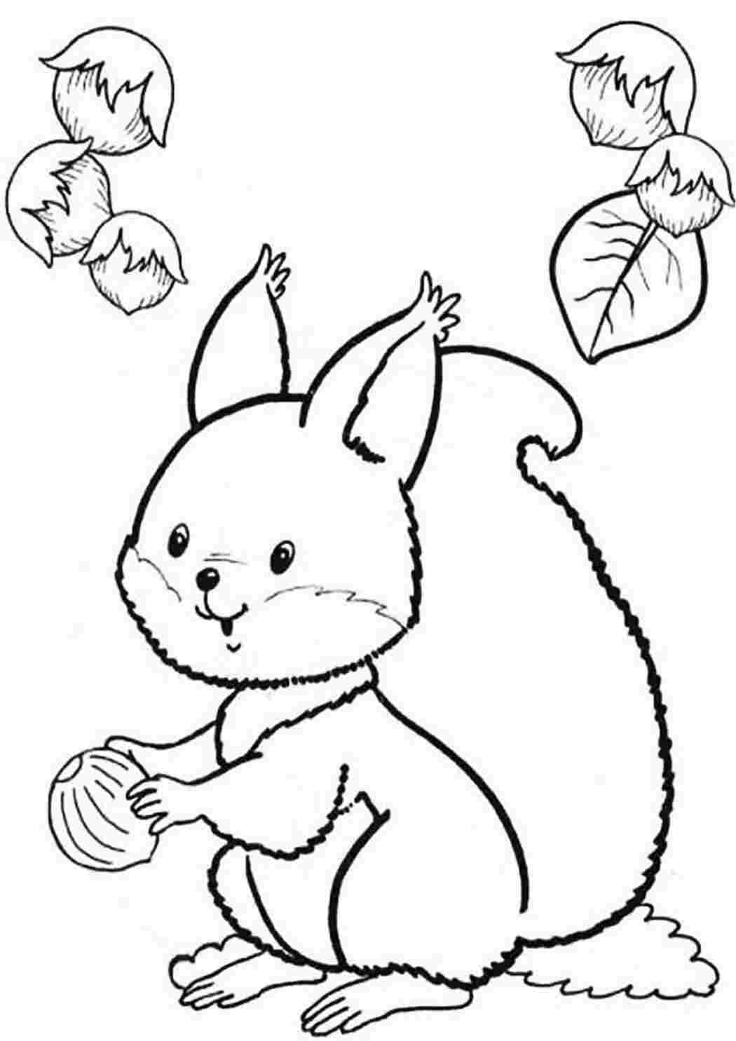 Раскраска Белка