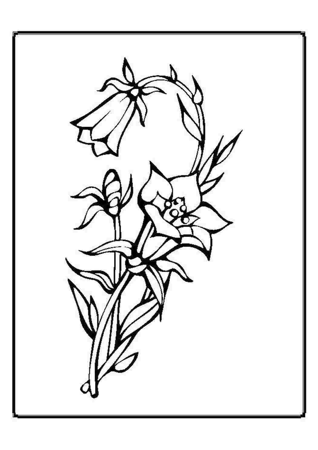 Раскраска Колокольчик