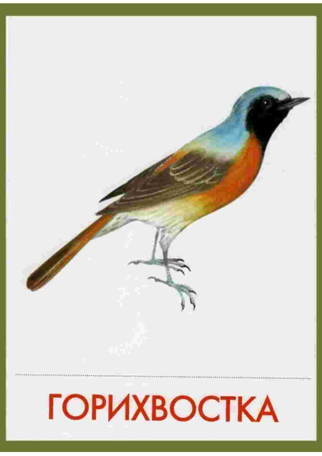 Раскраска карточка диких птиц 